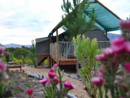 Otium Oasis Glamping And Camping Caledon Western Cape South Africa Plant, Nature