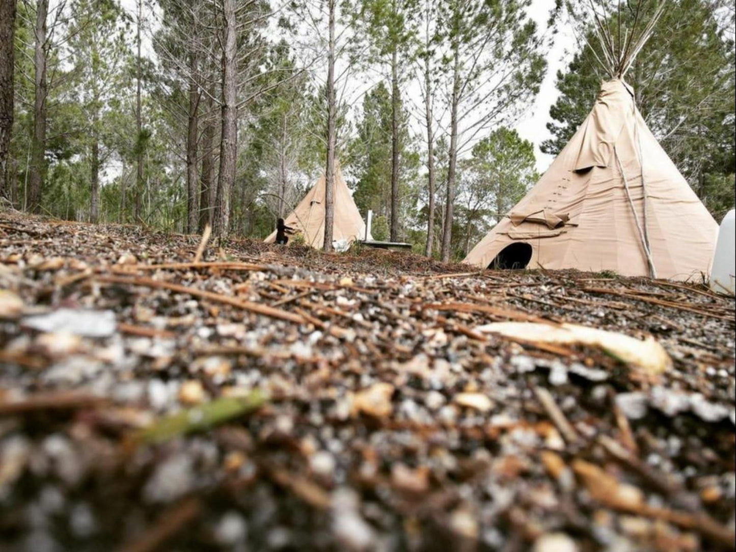 Otium Oasis Glamping And Camping Caledon Western Cape South Africa Sepia Tones, Forest, Nature, Plant, Tree, Wood, Tent, Architecture