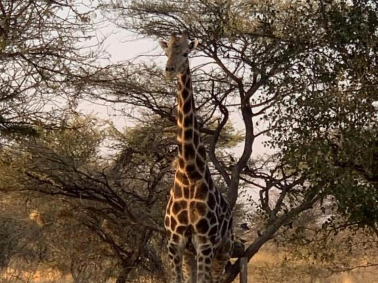 Otjibamba Lodge, Giraffe, Mammal, Animal, Herbivore