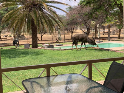 Otjibamba Lodge, Animal, Swimming Pool