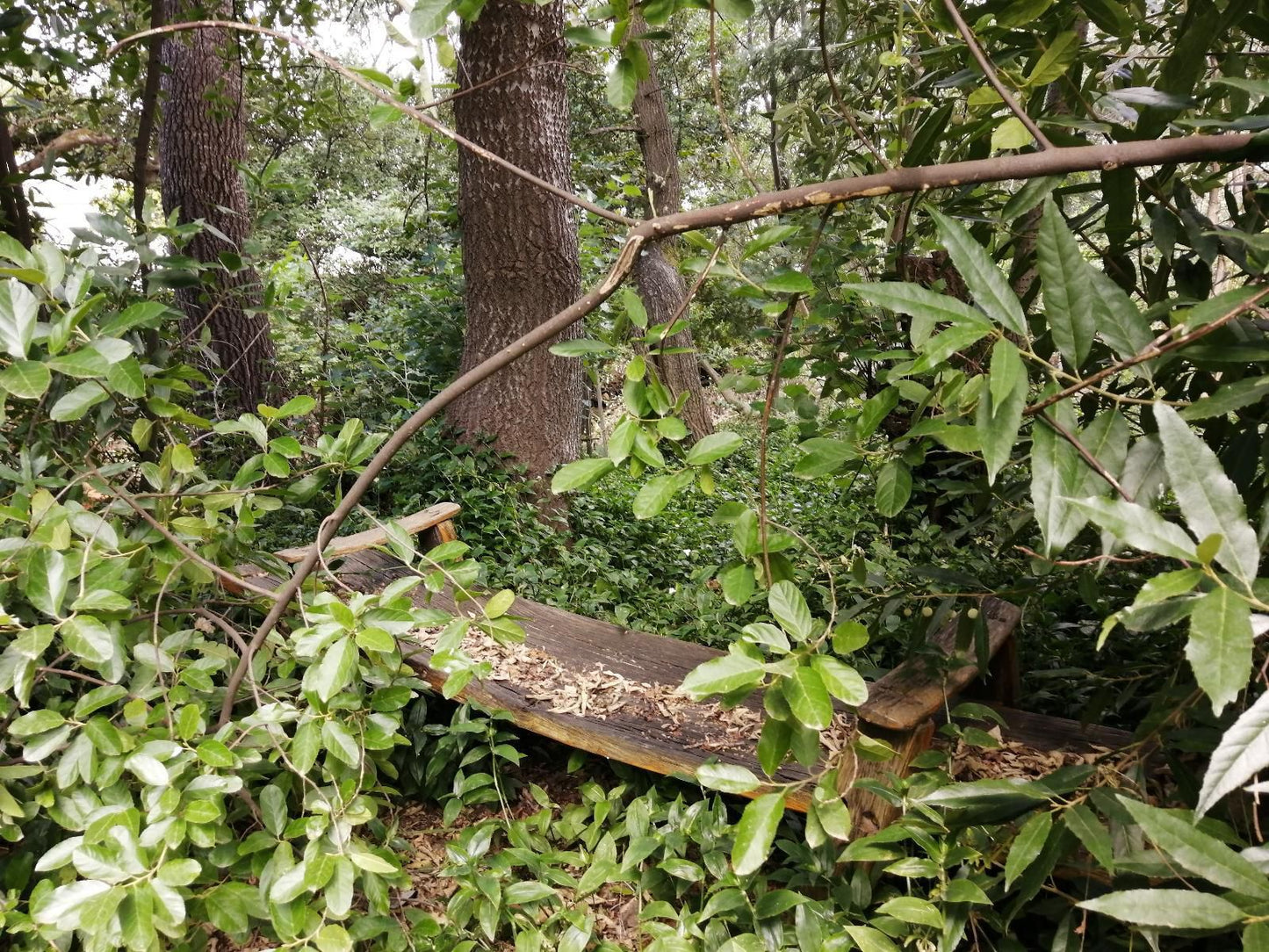 Otter S Bend Lodge Franschhoek Western Cape South Africa Forest, Nature, Plant, Tree, Wood, Reptile, Animal