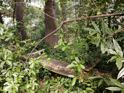 Otter S Bend Lodge Franschhoek Western Cape South Africa Forest, Nature, Plant, Tree, Wood, Reptile, Animal