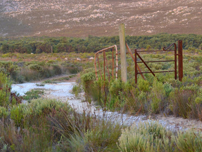 Otters Creek Pringle Bay Western Cape South Africa Nature