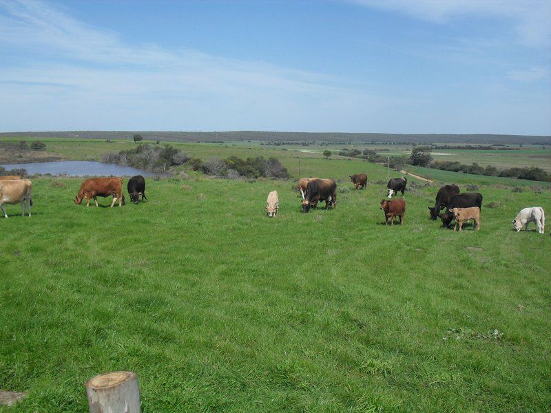 Ou Werf Farm Cottage Bredasdorp Western Cape South Africa Complementary Colors, Cow, Mammal, Animal, Agriculture, Farm Animal, Herbivore, Lowland, Nature