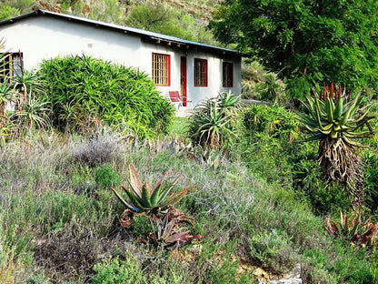Oudemuragie Guest Farm Oudtshoorn Western Cape South Africa House, Building, Architecture, Plant, Nature, Garden