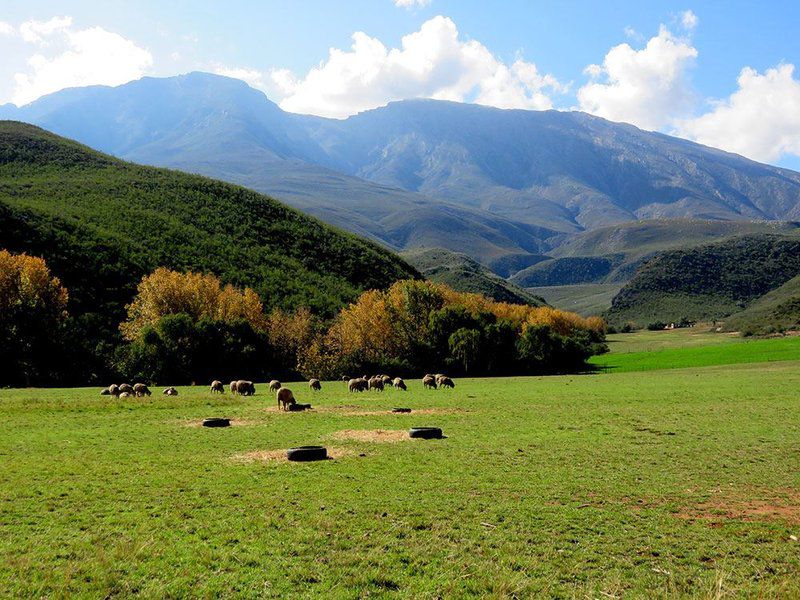 Oudemuragie Guest Farm Oudtshoorn Western Cape South Africa Complementary Colors, Meadow, Nature, Mountain, Highland