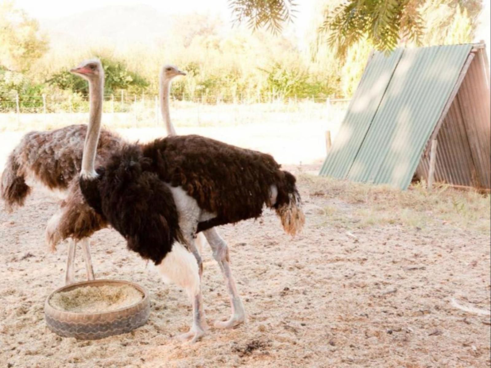 Oue Werf Country House Oudtshoorn Western Cape South Africa Sepia Tones, Ostrich, Bird, Animal