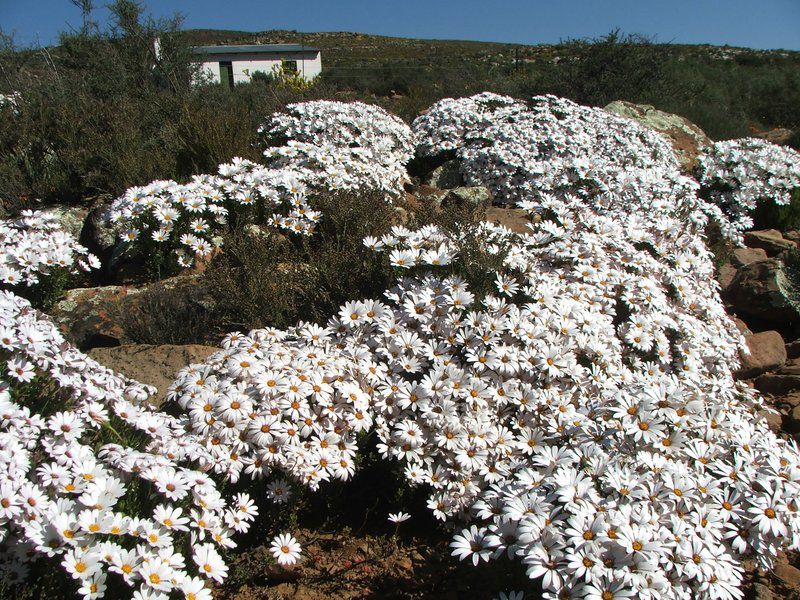 Ouma Jossie Se Huis Op Matjiesfontein Guest Farm Sutherland Northern Cape South Africa Blossom, Plant, Nature
