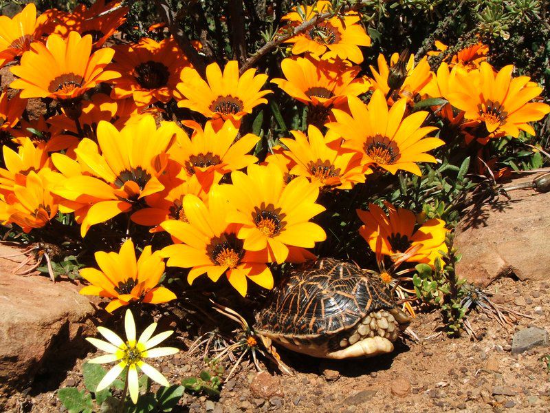 Ouma Jossie Se Huis Op Matjiesfontein Guest Farm Sutherland Northern Cape South Africa Colorful, Plant, Nature, Reptile, Animal, Turtle