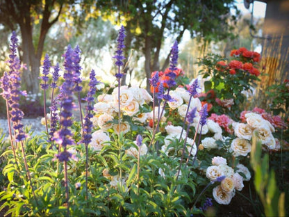 Ou Skool Guesthouse Keimoes Northern Cape South Africa Flower, Plant, Nature, Bokeh, Garden