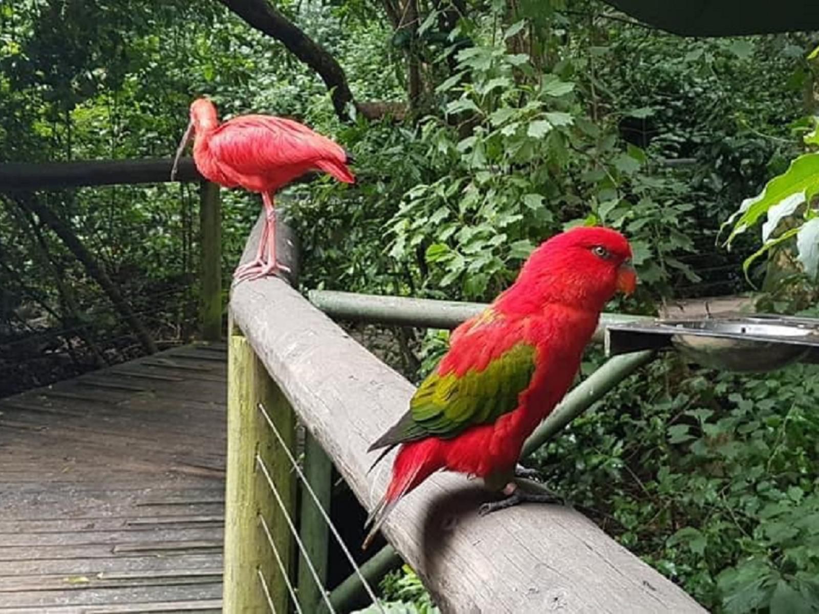 Outeniqua Mountain Lodge Die Vlug Western Cape South Africa Parrot, Bird, Animal