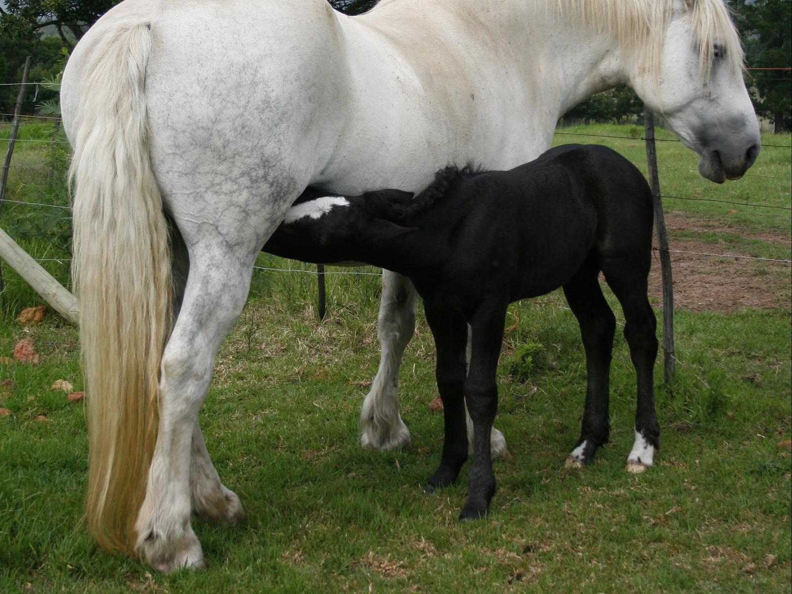 Outeniqua Moon Stud And Guest Farm Ruiterbos Western Cape South Africa Horse, Mammal, Animal, Herbivore