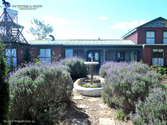 Outeniqua Moon Stud And Guest Farm Ruiterbos Western Cape South Africa House, Building, Architecture, Garden, Nature, Plant