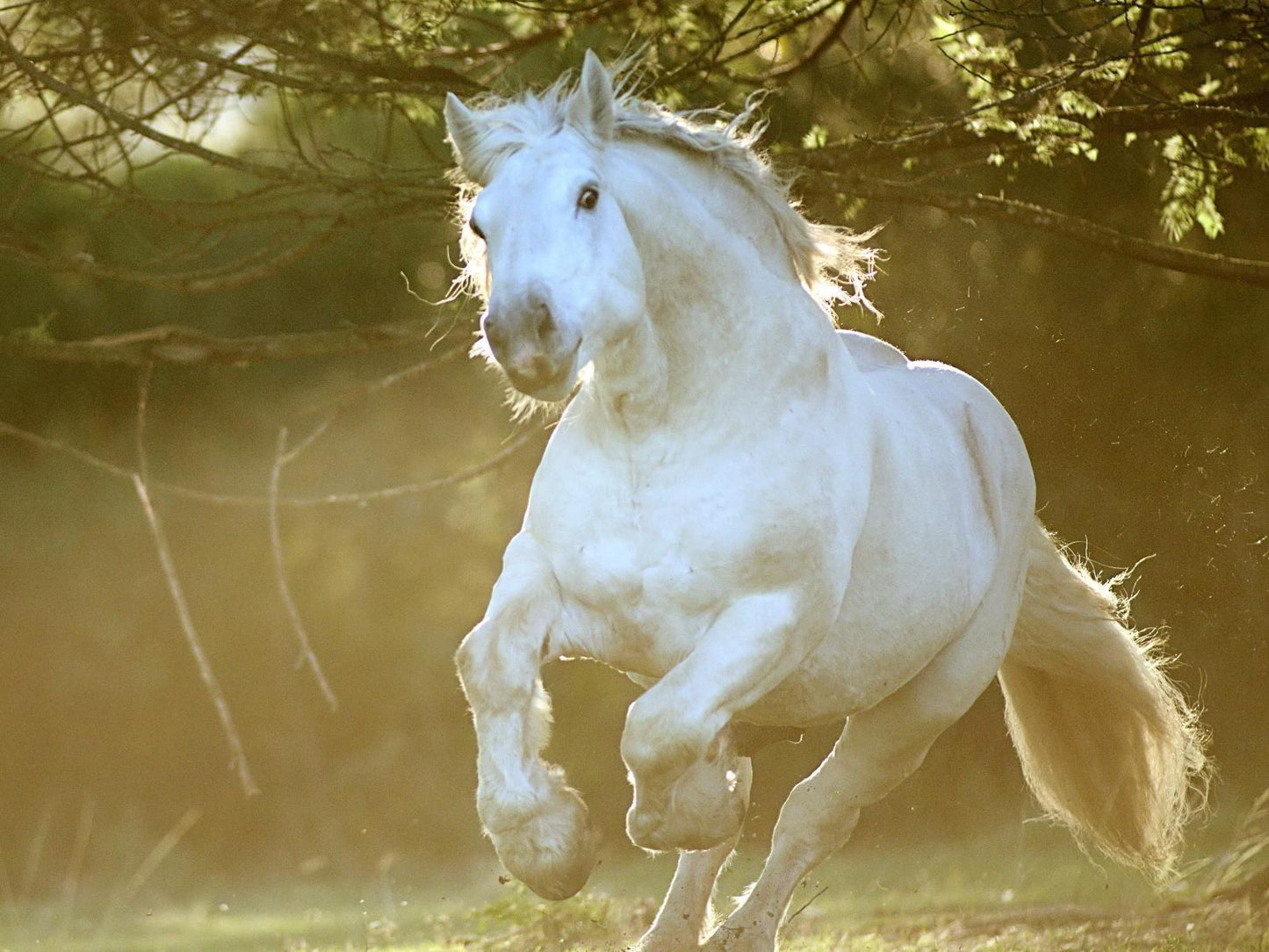 Outeniqua Moon Stud And Guest Farm Ruiterbos Western Cape South Africa Horse, Mammal, Animal, Herbivore