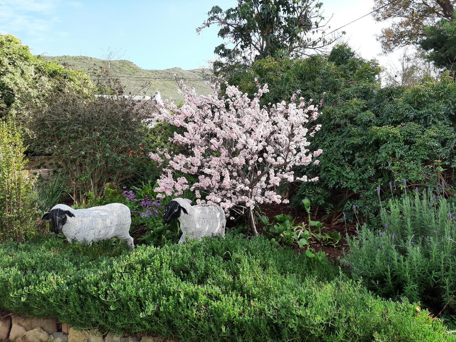 Over Karoo Inn, Blossom, Plant, Nature, Garden