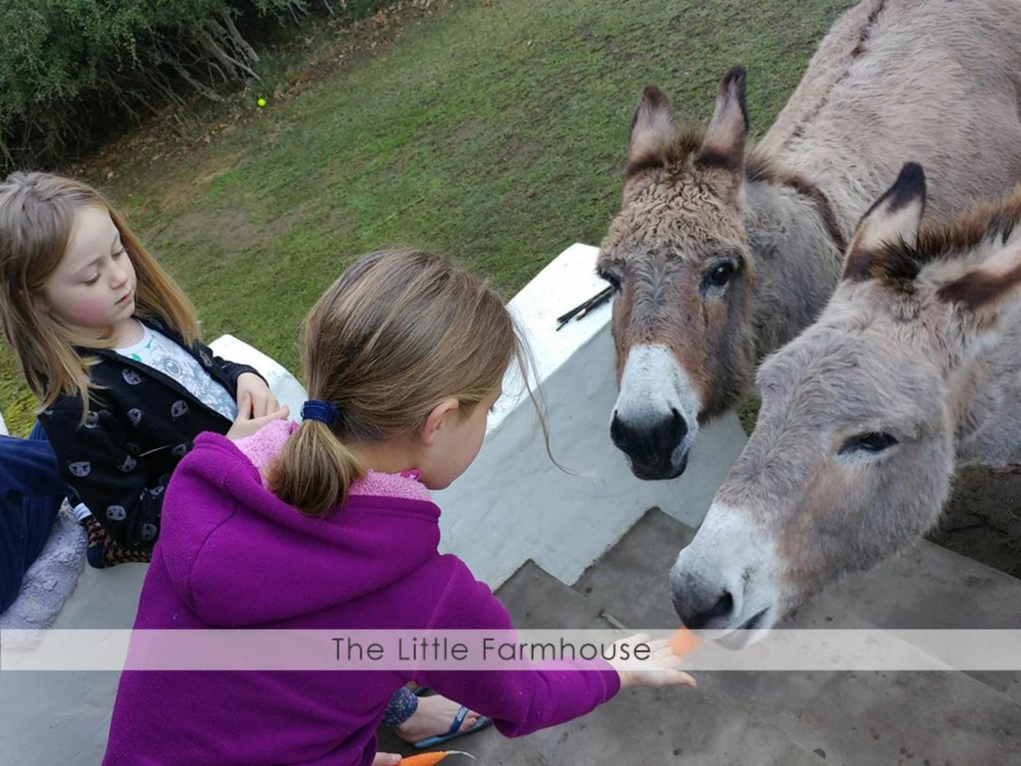 Overberg Gems, Face, Person, One Face, Donkey, Mammal, Animal, Herbivore, Profile Face