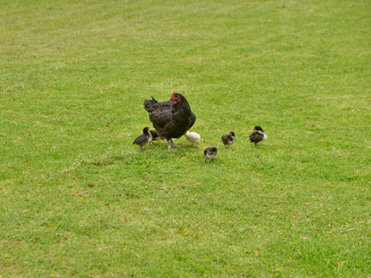 Owls Loft Guest House Midrand Johannesburg Gauteng South Africa Chicken, Bird, Animal, Agriculture, Farm Animal