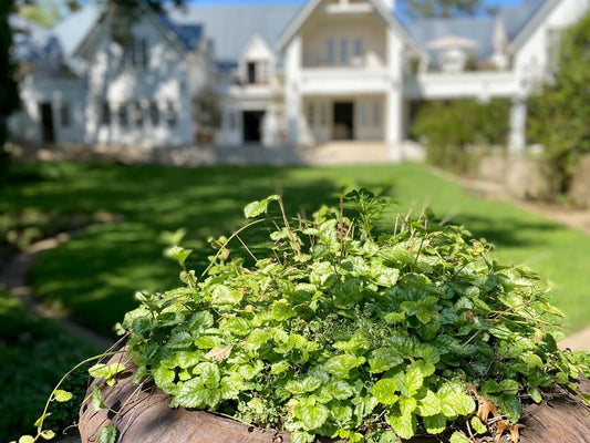 Oxford Healthcare Retreat Birnam Johannesburg Gauteng South Africa House, Building, Architecture, Plant, Nature, Garden, Vegetable, Food