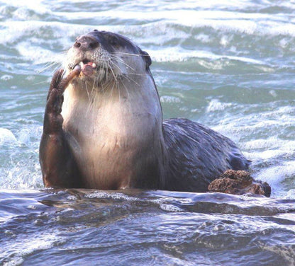 Oyster Bay Beach Lodge Oyster Bay Eastern Cape South Africa Otter, Mammal, Animal, Predator, Seal
