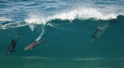 Oyster Bay Beach Lodge Oyster Bay Eastern Cape South Africa Beach, Nature, Sand, Whale, Marine Animal, Animal, Ocean, Waters, Surfing, Funsport, Sport, Water Sport