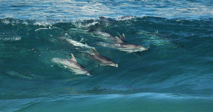 Oyster Bay Beach Lodge Oyster Bay Eastern Cape South Africa Dolphin, Marine Animal, Animal, Predator, Ocean, Nature, Waters