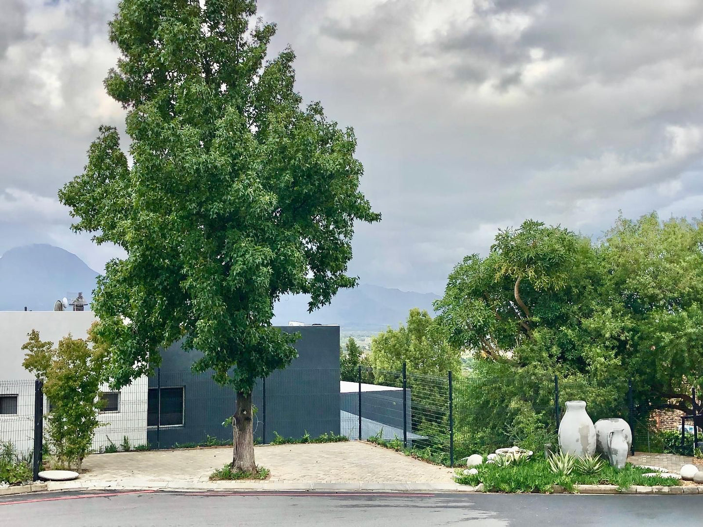 Paarl Views, Tree, Plant, Nature, Wood