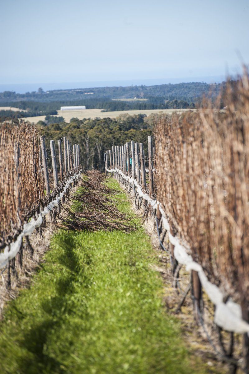 Packwood Wine And Country Estate Harkerville Plettenberg Bay Western Cape South Africa Complementary Colors, Field, Nature, Agriculture, Railroad, Leading Lines