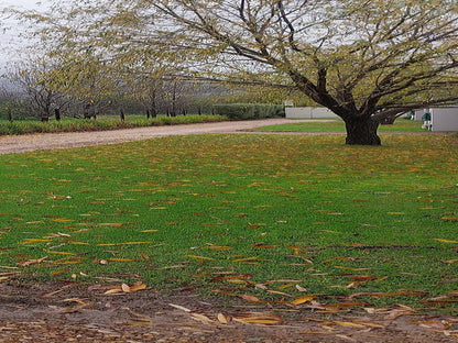 Paddabult Guest Cottages Pniel Western Cape South Africa Field, Nature, Agriculture, Plant, Tree, Wood