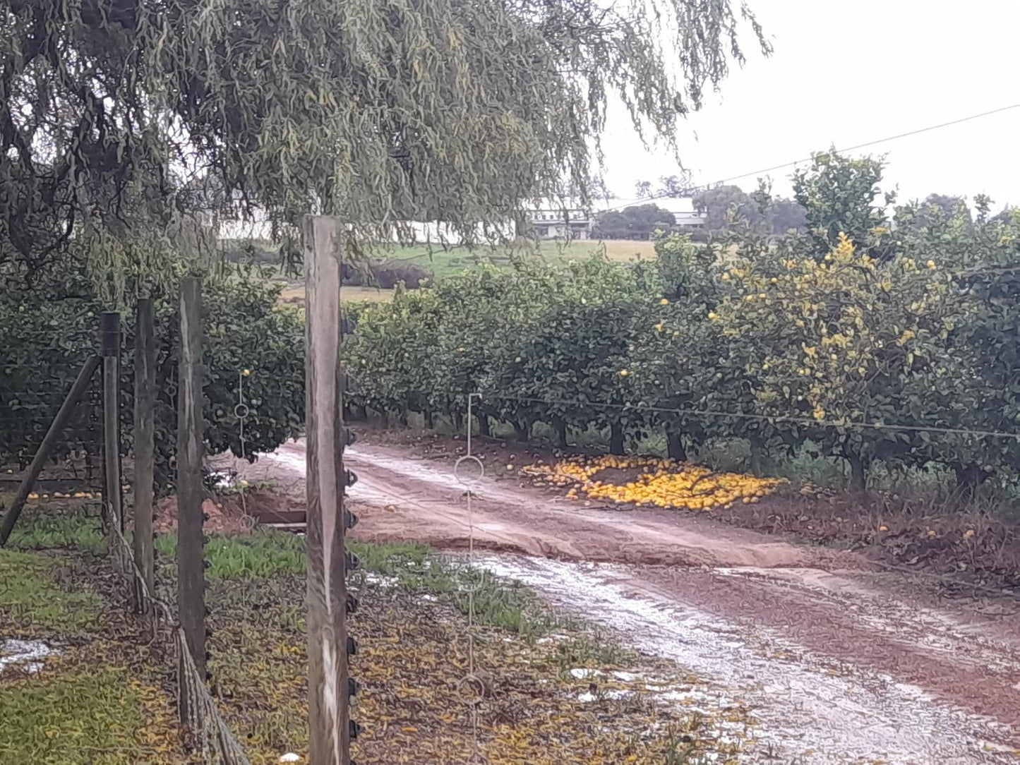 Paddabult Guest Cottages Pniel Western Cape South Africa Unsaturated, Field, Nature, Agriculture, Tree, Plant, Wood, Rain