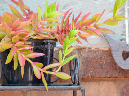 Padlangs Herlear Kimberley Northern Cape South Africa Plant, Nature