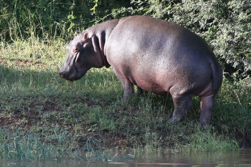 Pafuri Rivercamp Pafuri Gate Mpumalanga South Africa Unsaturated, Hippo, Mammal, Animal, Herbivore
