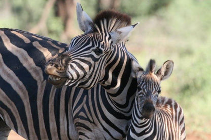 Pafuri Rivercamp Pafuri Gate Mpumalanga South Africa Zebra, Mammal, Animal, Herbivore