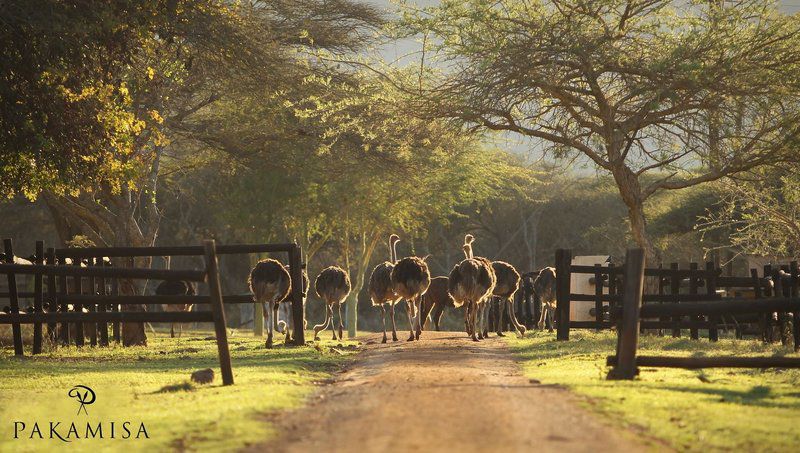 Pakamisa Lodge Pongola Kwazulu Natal South Africa Sepia Tones, Animal