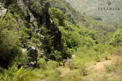 Pakamisa Lodge Pongola Kwazulu Natal South Africa Forest, Nature, Plant, Tree, Wood