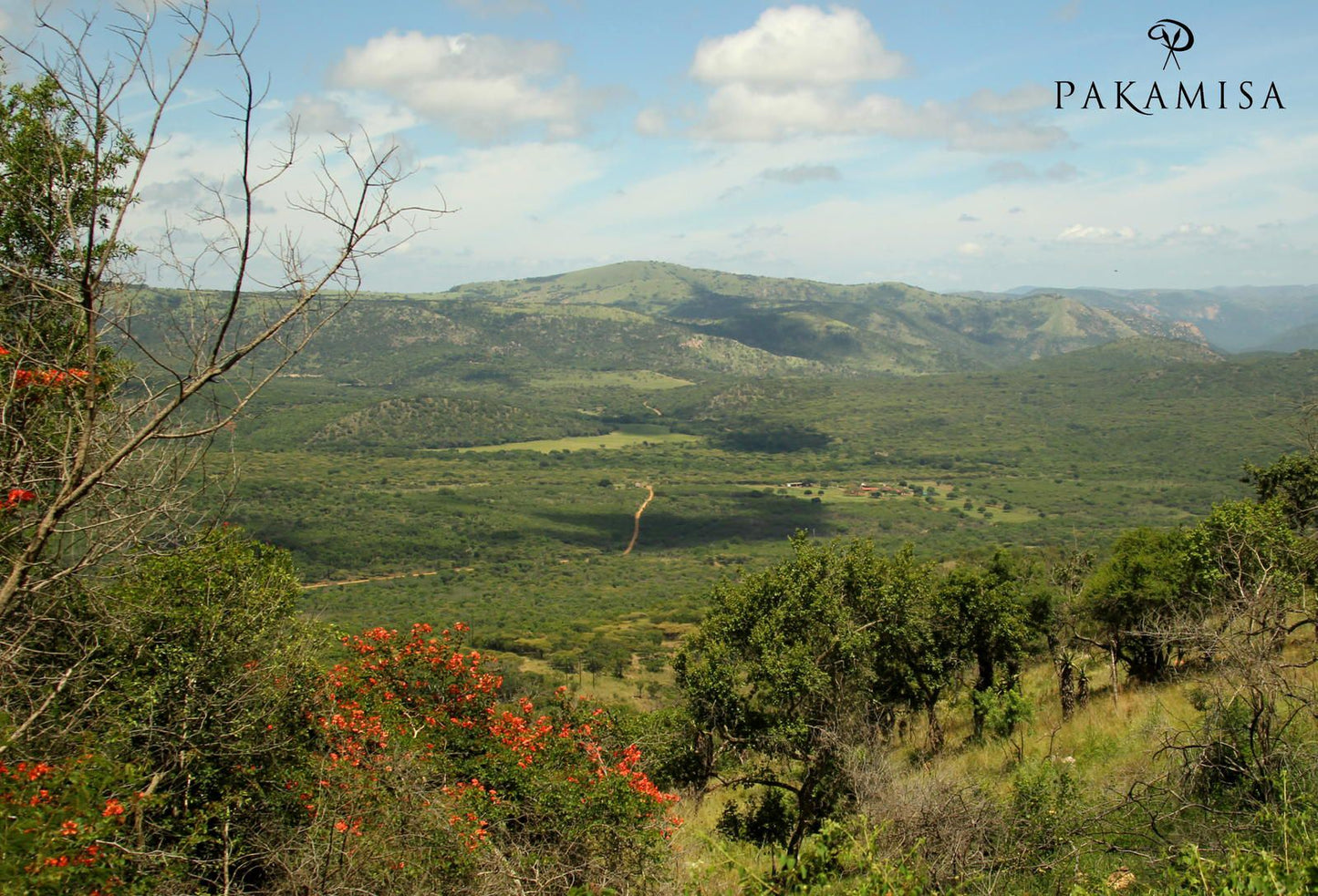 Pakamisa Private Game Reserve And Lodge Mkuze Kwazulu Natal South Africa Forest, Nature, Plant, Tree, Wood, Highland