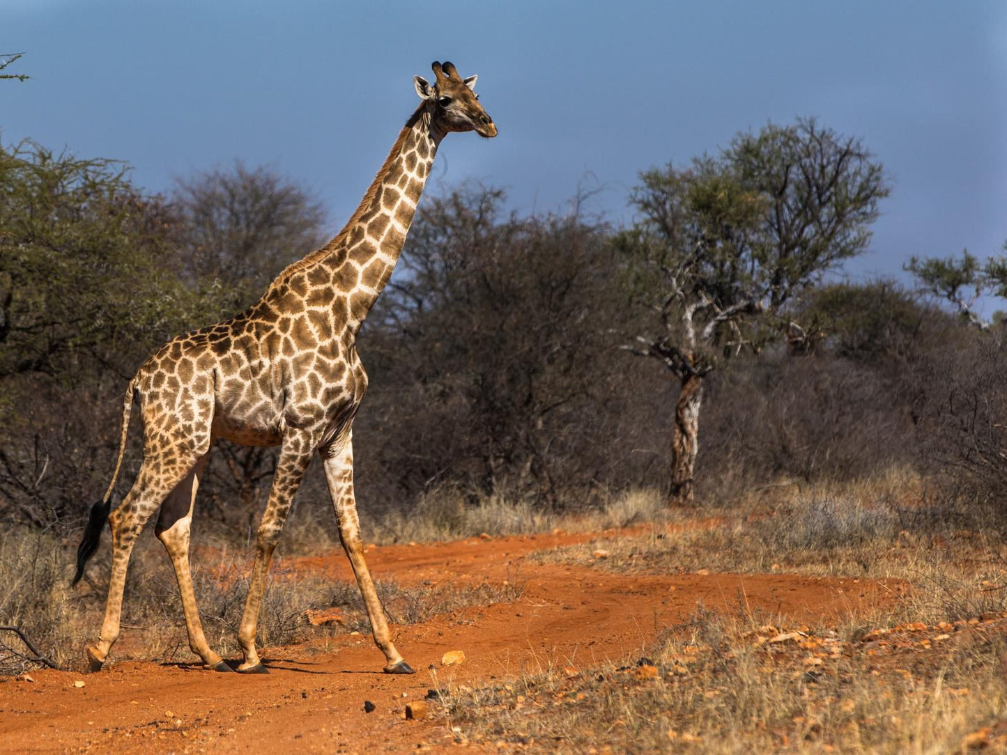 Palala Boutique Game Lodge & Spa, Giraffe, Mammal, Animal, Herbivore