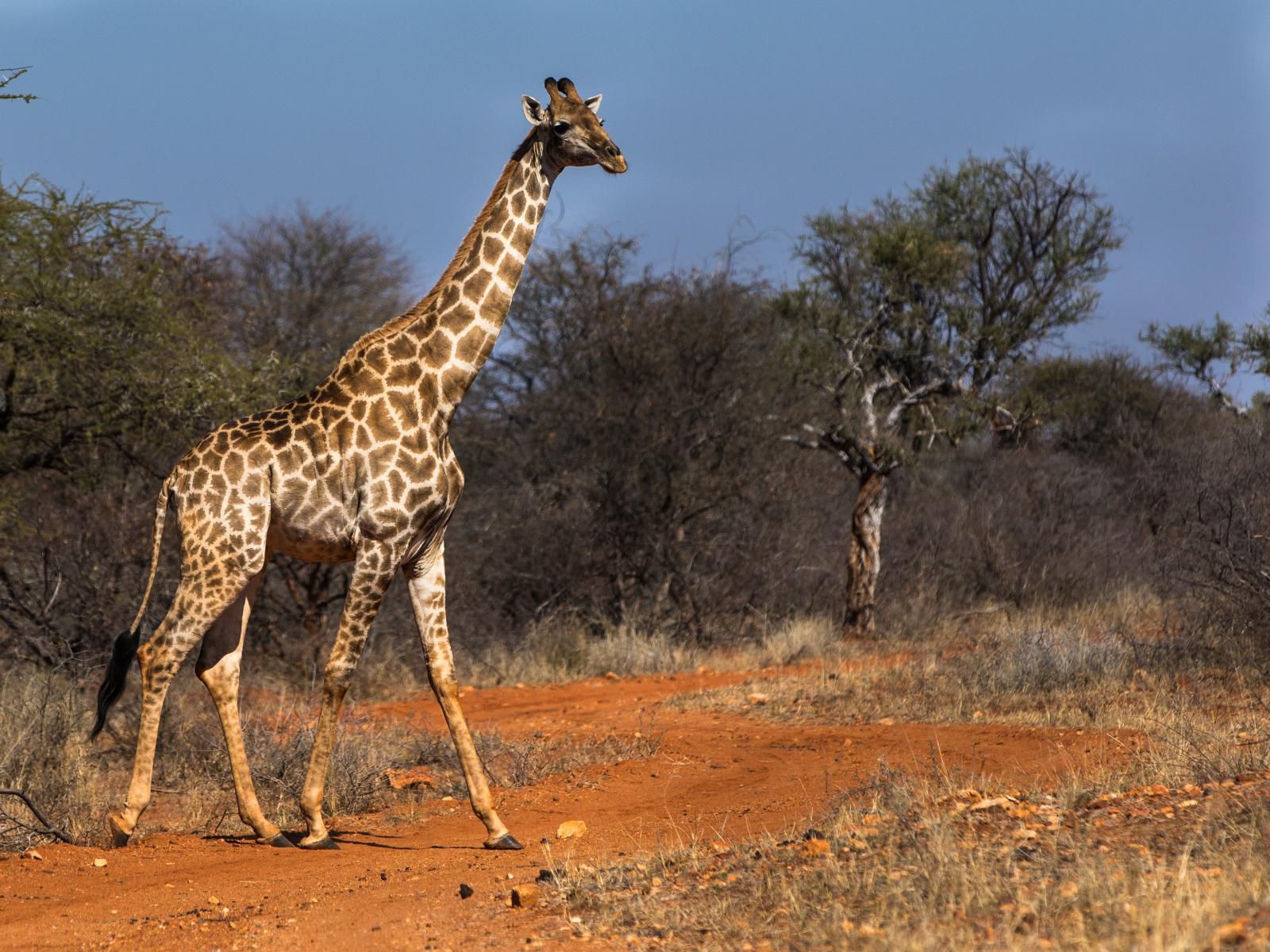 Palala Boutique Game Lodge And Spa Lephalale Ellisras Limpopo Province South Africa Giraffe, Mammal, Animal, Herbivore