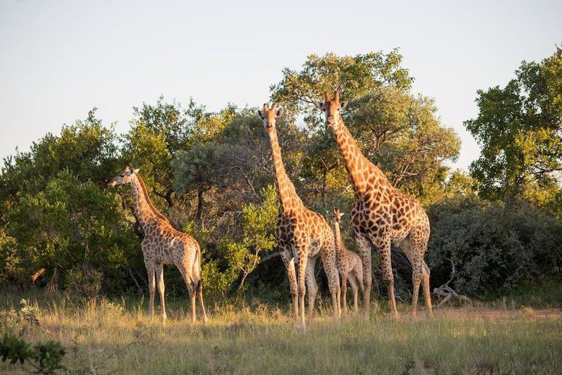 Palala Kingfisher Cottage Vaalwater Limpopo Province South Africa Giraffe, Mammal, Animal, Herbivore