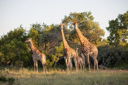 Palala Kingfisher Cottage Vaalwater Limpopo Province South Africa Giraffe, Mammal, Animal, Herbivore