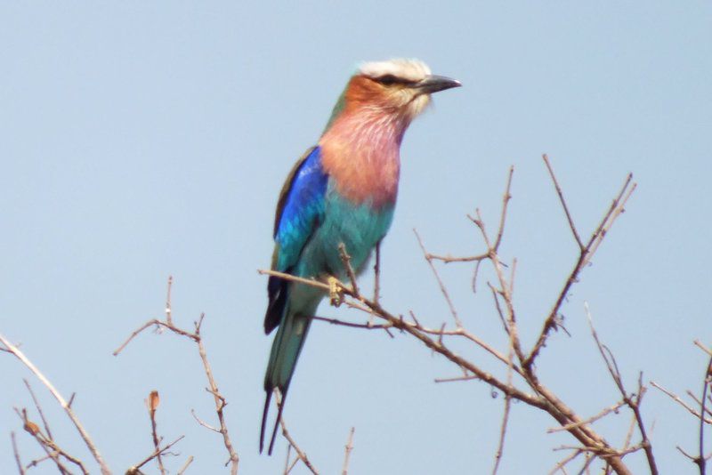 Palala Kingfisher Cottage Vaalwater Limpopo Province South Africa Kingfisher, Bird, Animal