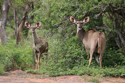 Palala Podica Chalets Vaalwater Limpopo Province South Africa Animal