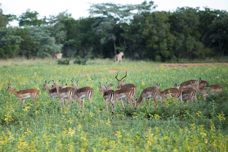 Palala Podica Chalets Vaalwater Limpopo Province South Africa Deer, Mammal, Animal, Herbivore, Lowland, Nature