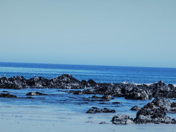 Palm And Pebbles Voorstrand Paternoster Western Cape South Africa Beach, Nature, Sand, Ocean, Waters