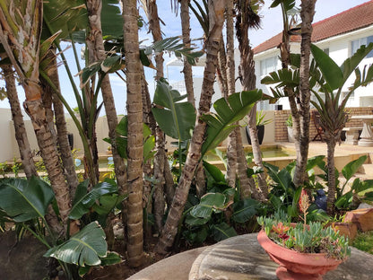 Palm Beach Guesthouse Summerstrand Port Elizabeth Eastern Cape South Africa Palm Tree, Plant, Nature, Wood, Garden