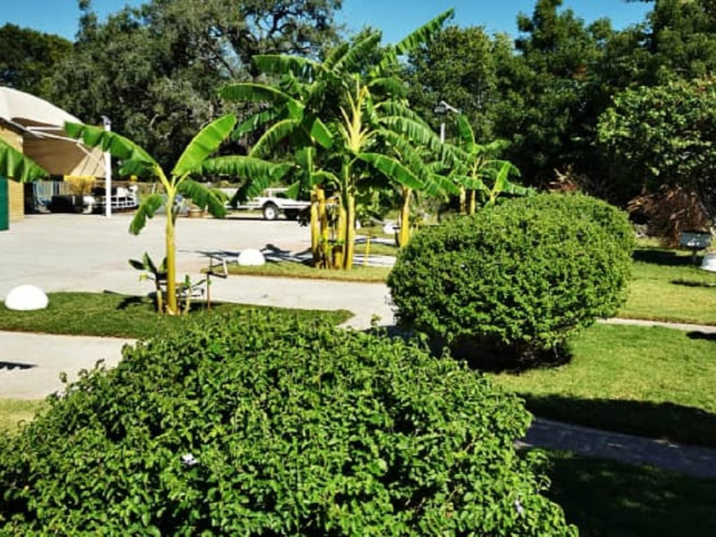 Palmeiras Lodge Oshikango, Palm Tree, Plant, Nature, Wood, Garden