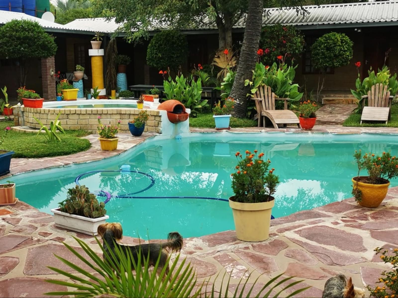 Palmeiras Lodge Oshikango, Garden, Nature, Plant, Swimming Pool