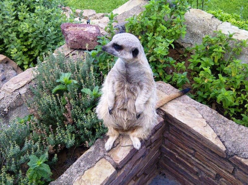 Palmietfontein Guest House Colesberg Northern Cape South Africa Bird, Animal