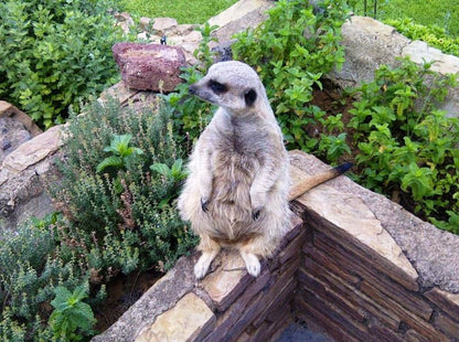 Palmietfontein Guest House Colesberg Northern Cape South Africa Bird, Animal