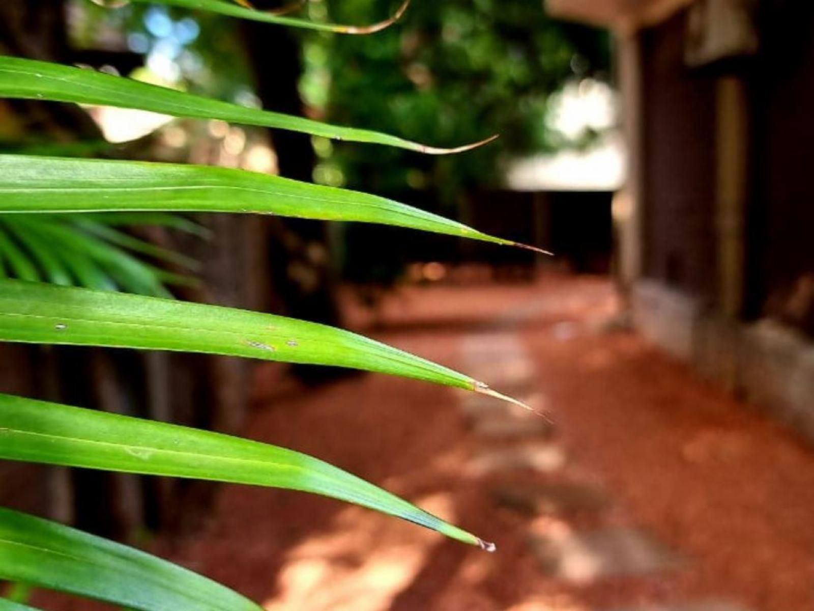 Palm Inn Guesthouse Lephalale Lephalale Ellisras Limpopo Province South Africa Plant, Nature