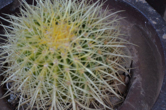 Palms Guest House Kuruman Northern Cape South Africa Cactus, Plant, Nature